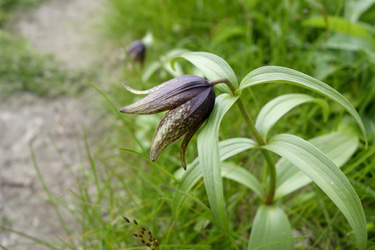 140722_black lilys.jpg